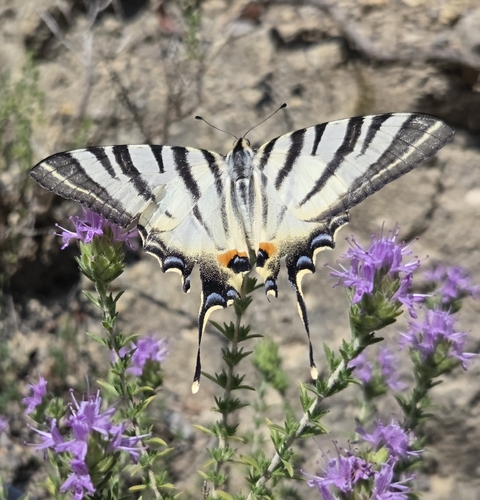 Scarce Swallowtail