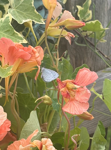 Holly Blue
