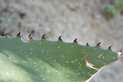 Agave aurea