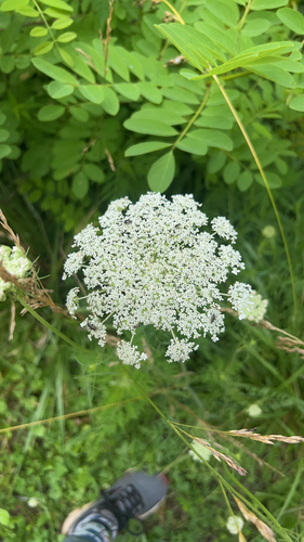 wild carrot