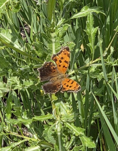 Eastern Comma
