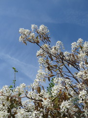 Amelanchier × lamarckii
