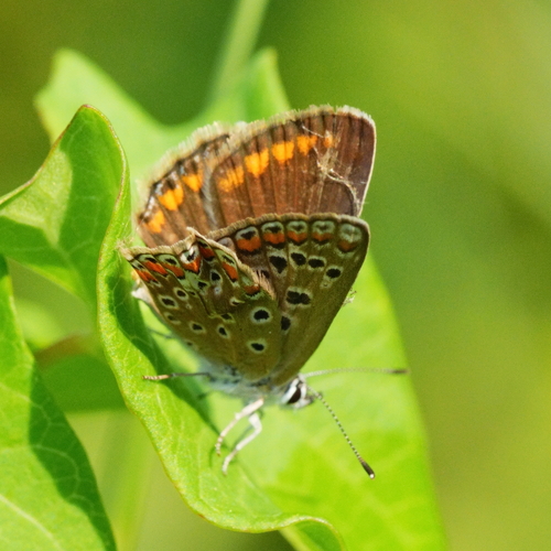 Common Blue