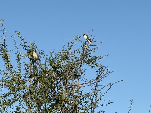 Red-backed Shrike