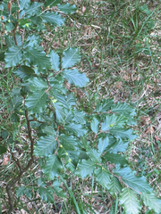 European beech
