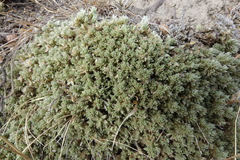 Pimelea sericeovillosa pulvinaris