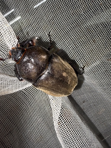 Trypoxylus dichotomus septentrionalis