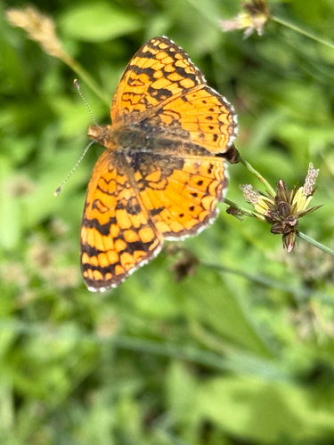 iNaturalist observation photo of Mylitta Crescent