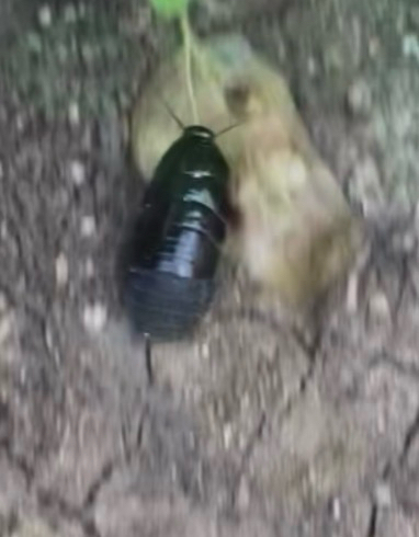 Surinam Cockroach