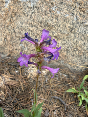 Penstemon heterodoxus, photograph author not stated, no rights reserved