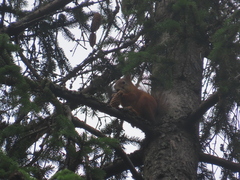 Eurasian Red Squirrel
