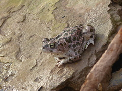 Bufotes boulengeri