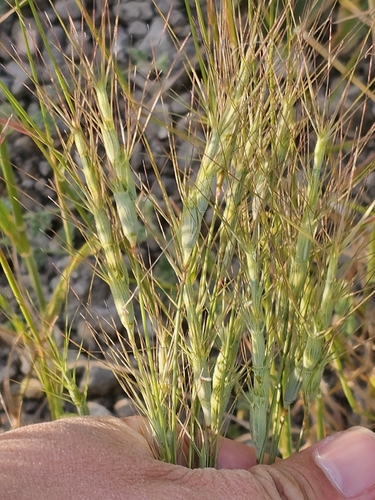 Aegilops triuncialis, photograph 4