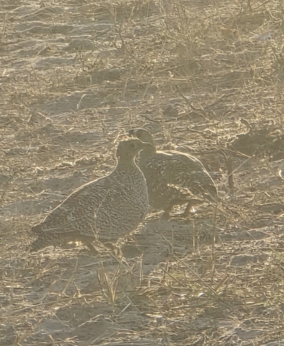 Double-banded Sandgrouse