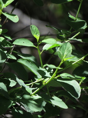 Ceanothus integerrimus, photograph (c) jonsense, some rights reserved (CC BY)