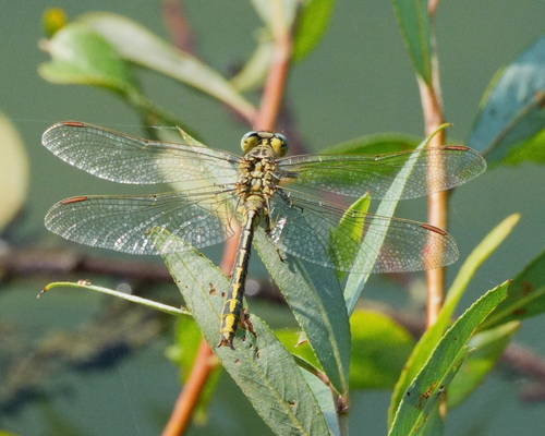 Western Clubtail