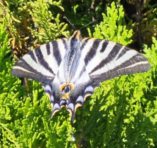Iberian Scarce Swallowtail