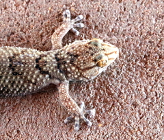 Chondrodactylus
