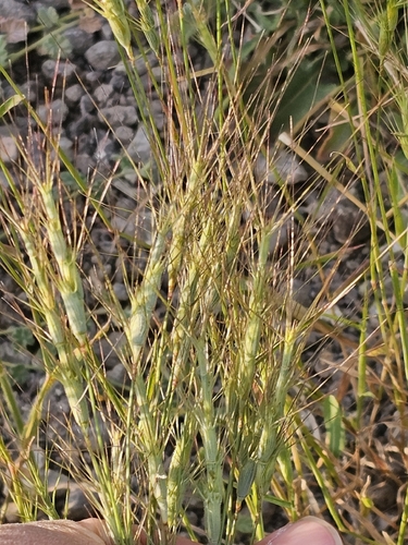 Aegilops triuncialis, photograph 5