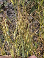 Aegilops triuncialis, photograph author not stated, no rights reserved