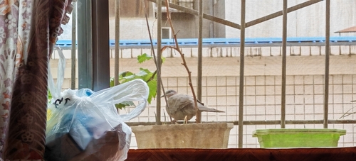 Spotted Dove