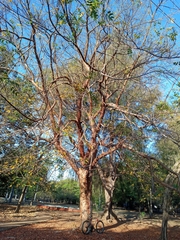 Bursera simaruba
