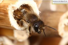 Osmia excavata