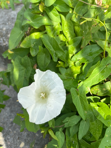 hedge bindweed