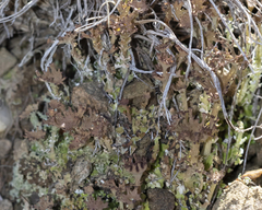 Cladonia multiformis