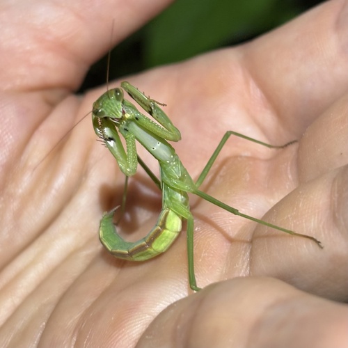 Chinese Mantis