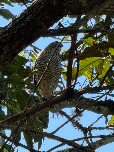 iNaturalist image