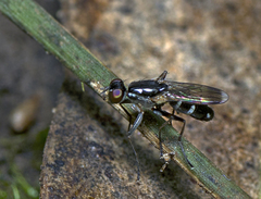 Lispe albimaculata
