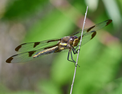 Twelve-spotted Skimmer