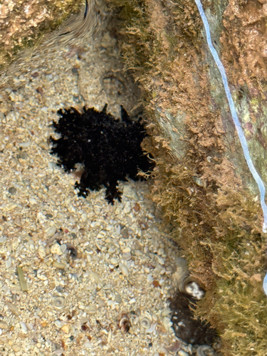 Ashy Sea Cucumber