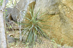 Yucca capensis