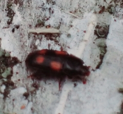 Ipidia binotata