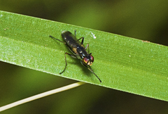 Lispe albimaculata