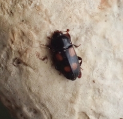 Ipidia binotata