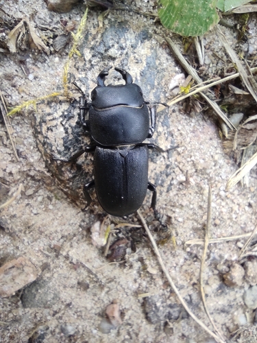 Lesser Stag Beetle
