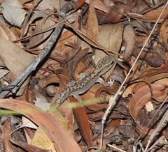 Diplodactylus vittatus