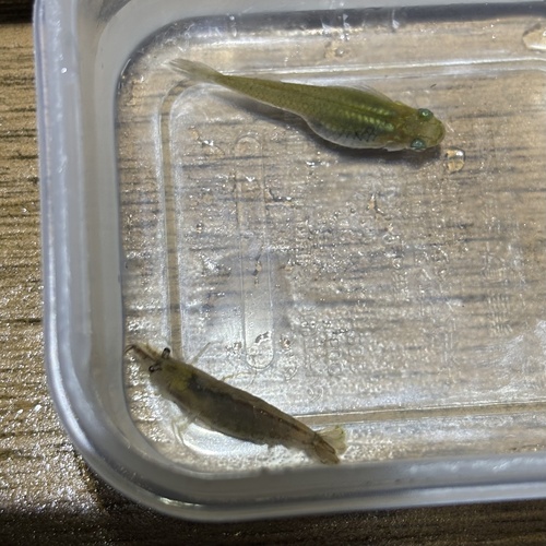 Western Mosquitofish