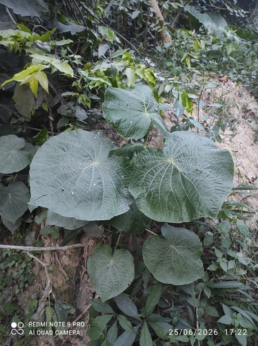 pariparoba