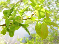 Salix chaenomeloides
