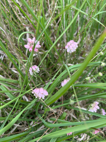 Cross-leaved Heath