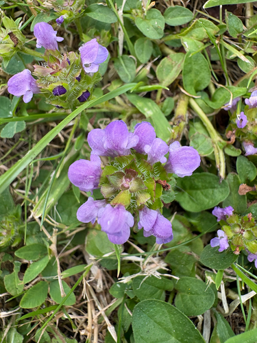common selfheal