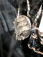 Poltys illepidus