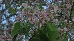 Bauhinia monandra