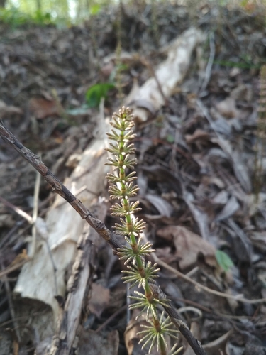 Meadow horsetail (Equisetum pratense)