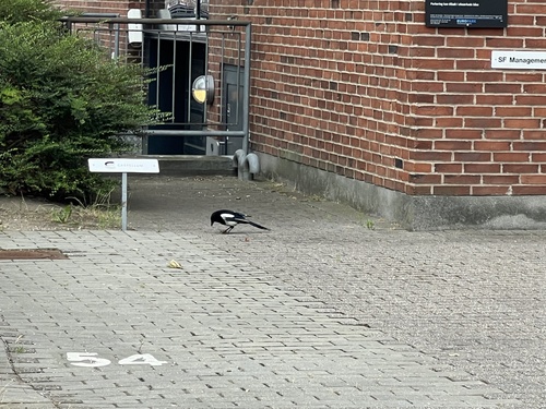 Eurasian Magpie