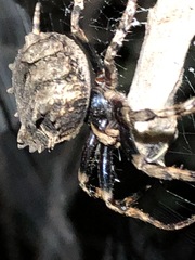 Poltys illepidus